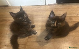 Maine Coon cats for sale: 5 beautiful maine coones  - Image 23