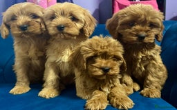 Cavapoo dogs for sale: Ready to go🏡 ONLY girls !  - Image 3