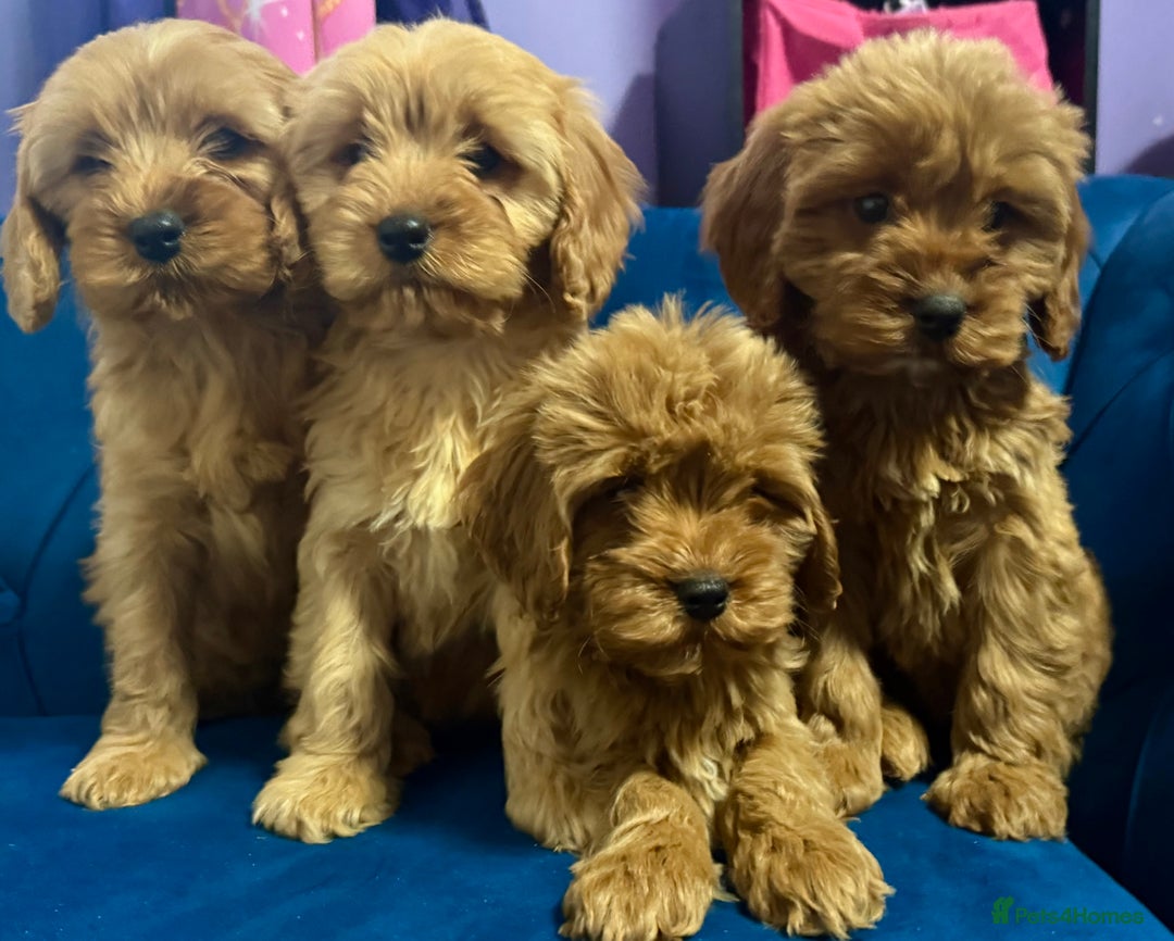 Cavapoo dogs for sale: Ready to go🏡 ONLY girls !  - Image 3