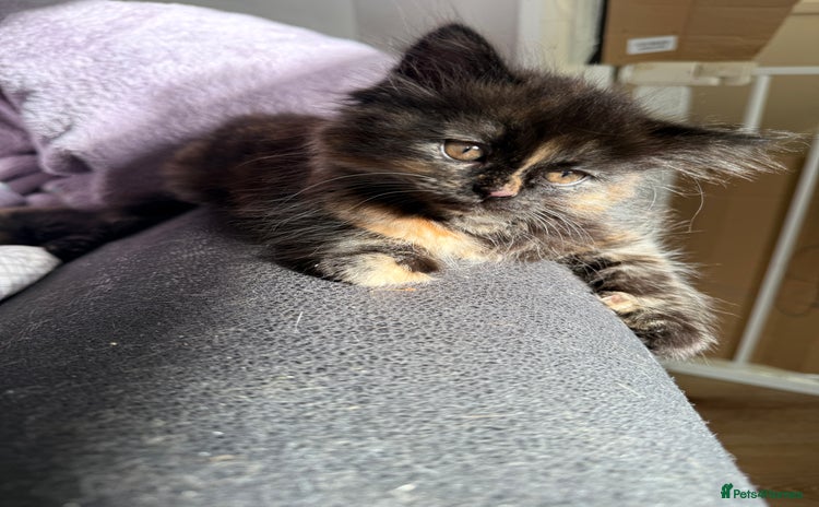 Persian cats - Advert 9