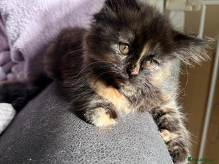 Persian cats - Advert 1