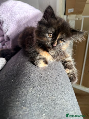 Persian cats - Advert 14