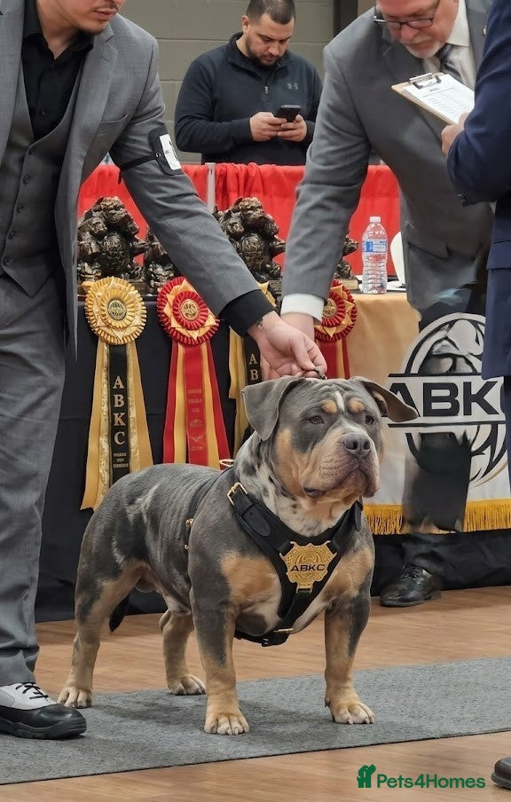 American Bully dogs Thor – Proven ABKC Stud | £350 - Advert 13