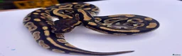 Python Snake reptiles for sale: Mojave ball python in Dorchester - Advert 2