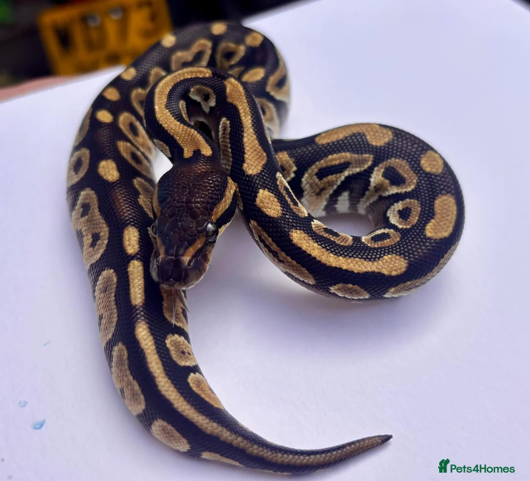 Python Snake reptiles for sale: Mojave ball python in Dorchester - Advert 2