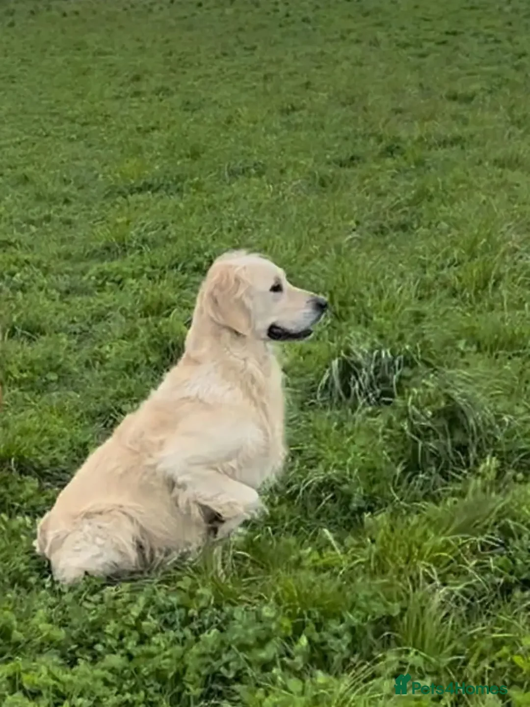 Golden Retriever dogs for stud: Kind, intelligent and loving therapy dog for stud - Advert 5
