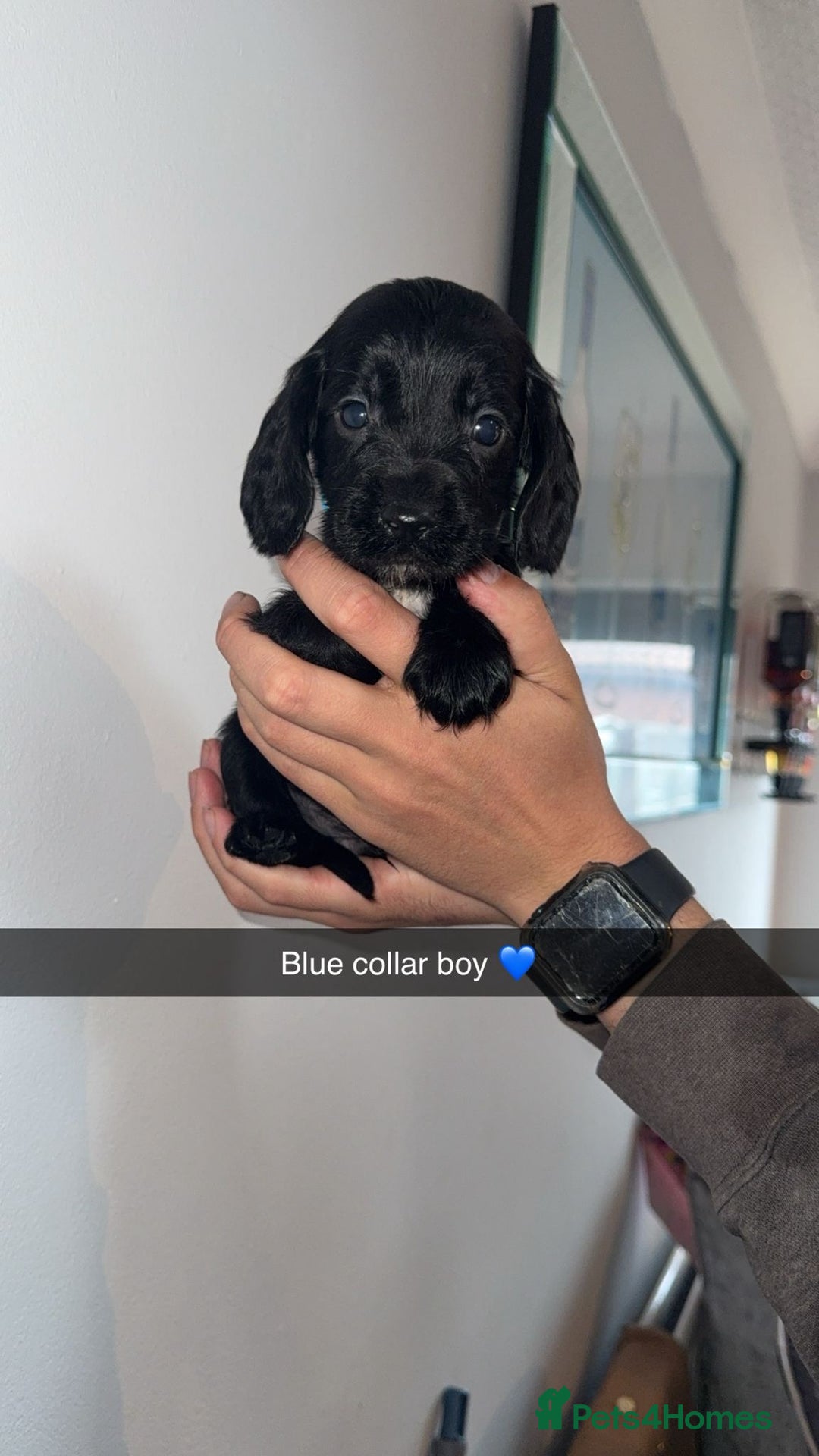 Cocker Spaniel dogs for sale: Cocker spaniel puppies  - Image 13