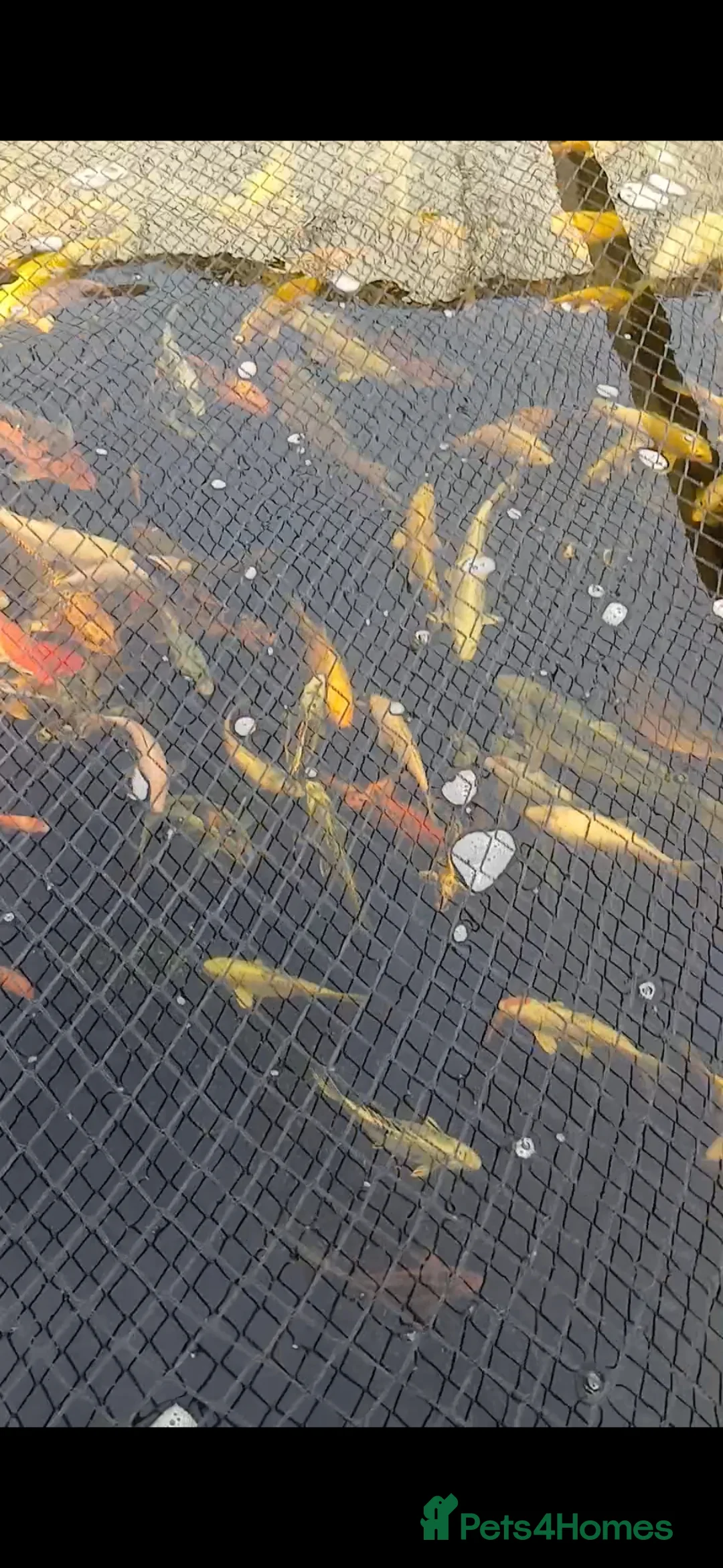 Koi Carp fish for sale: Large Quantity of Koi Carp for sale in Bristol - Advert 1