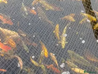 Koi Carp fish Large Quantity of Koi Carp for sale - Advert 1