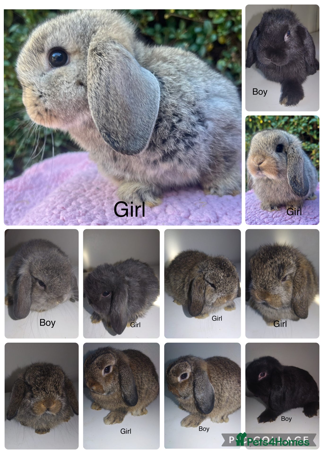 Mini Lop rabbits Mini lops available  - Advert 1