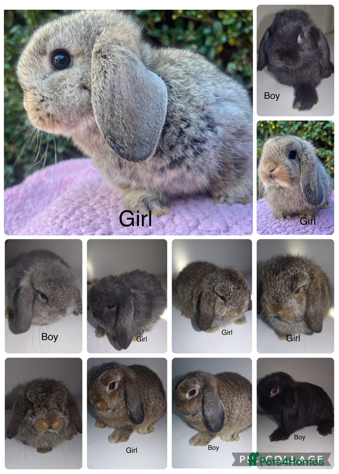 Mini Lop rabbits for sale: Mini lops available  - Advert 1