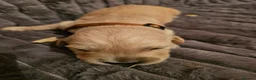 Golden Retriever dogs for sale: Golden Retriever puppys in Harrow London  - Advert 20