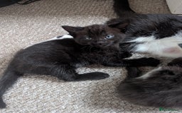 Mixed Breed cats for sale: Beautiful boy kittens - Image 10