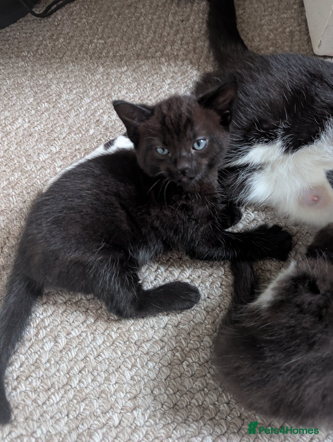 Mixed Breed cats for sale: Beautiful boy kittens - Image 10