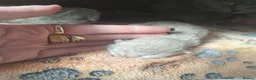 Scottish Fold cats for sale: Schotis fold  - Advert 3