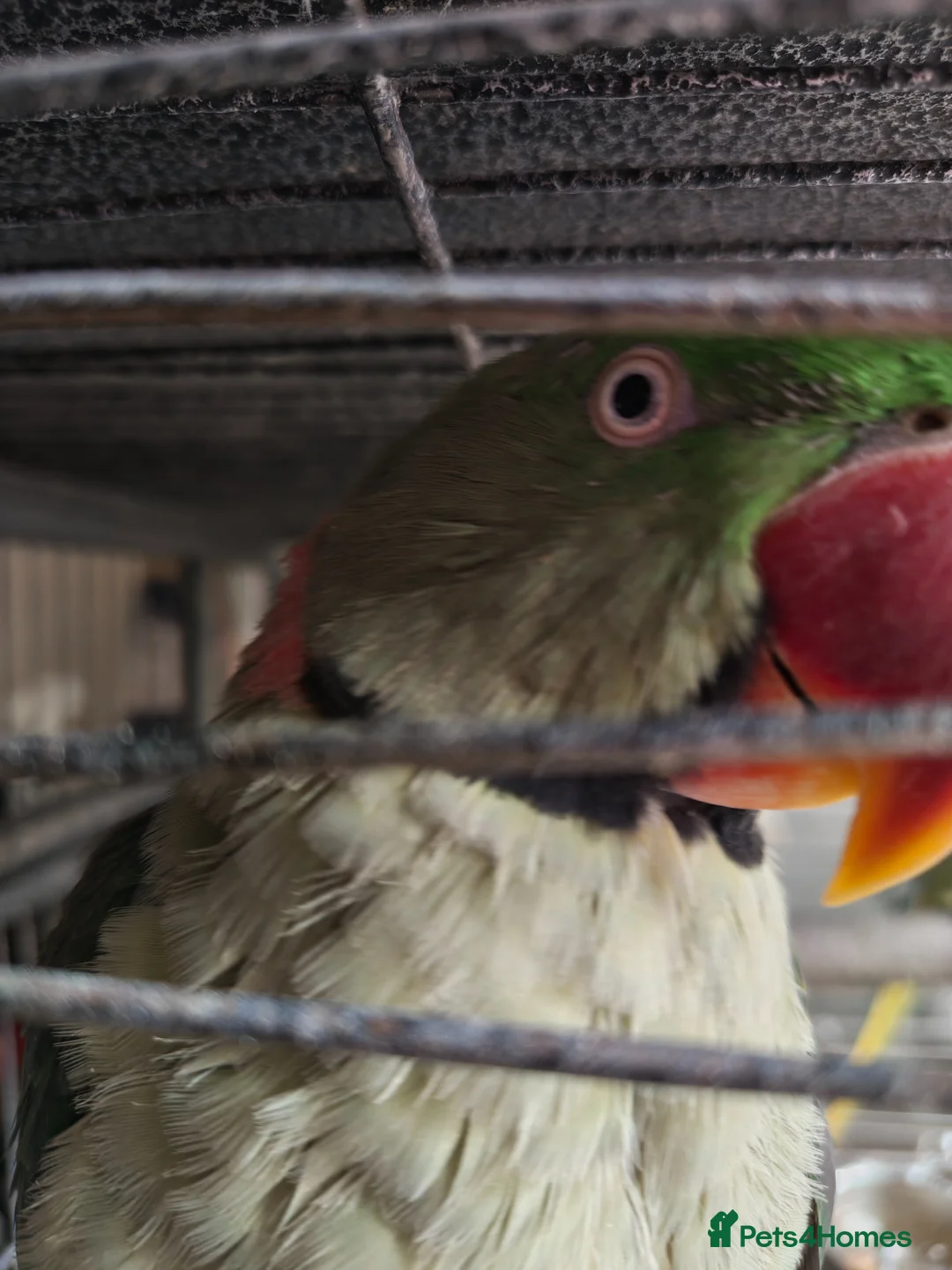 Parakeets birds for sale: Two lovely Alexandrine parakeets in Carterton - Advert 2