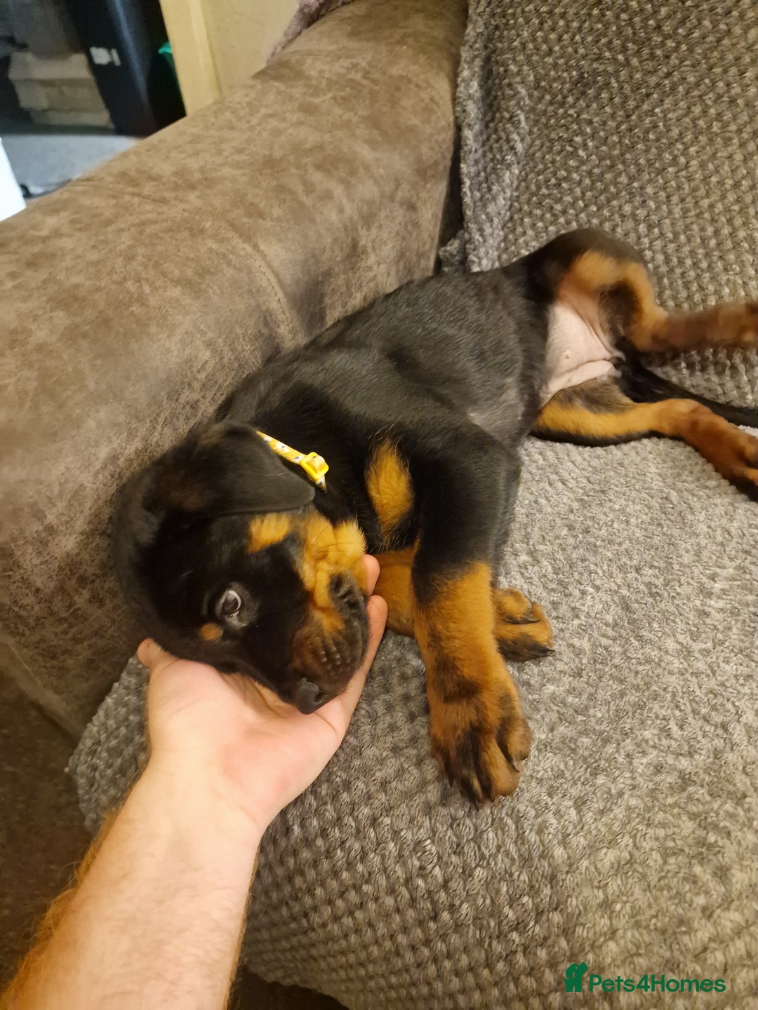 Rottweiler dogs for sale: 10 week old rottweiler female - Advert 8