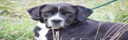Mixed Breed dogs for adoption: Monky - Advert 8