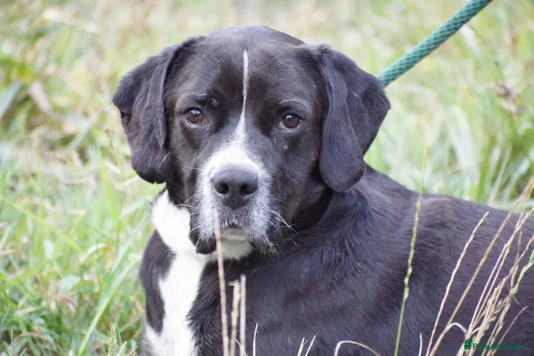 Mixed Breed dogs for adoption: Monky - Advert 8