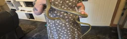 Rat Snake reptiles for sale: Beautiful male Japanese rat snake for sale - Advert 4