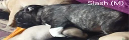 Frug dogs for sale: Frug puppies in Stoke-on-Trent - Advert 16