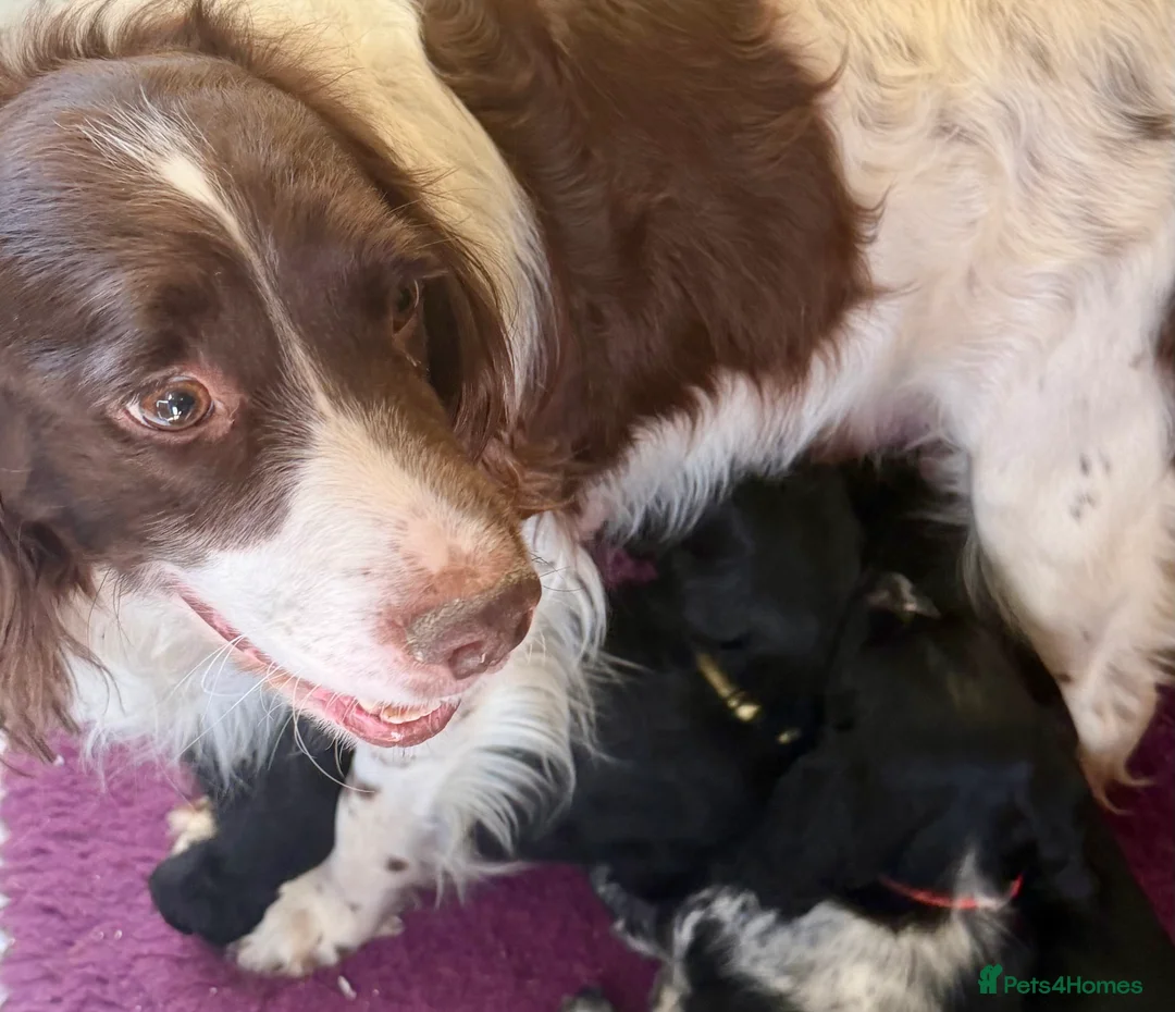 Cocker Spaniel dogs for sale: Cocker Spaniel Puppies - Advert 2