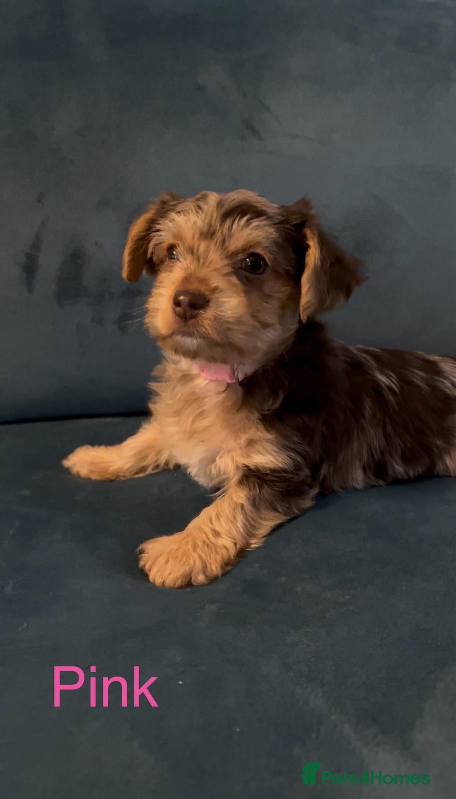 Yorkshire Terrier dogs for sale: Beautiful Yorkshire Terrier Puppies for Sale - Advert 2