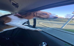 Beagle dogs for sale: Beautiful Beagle looking for a new home - Advert 9