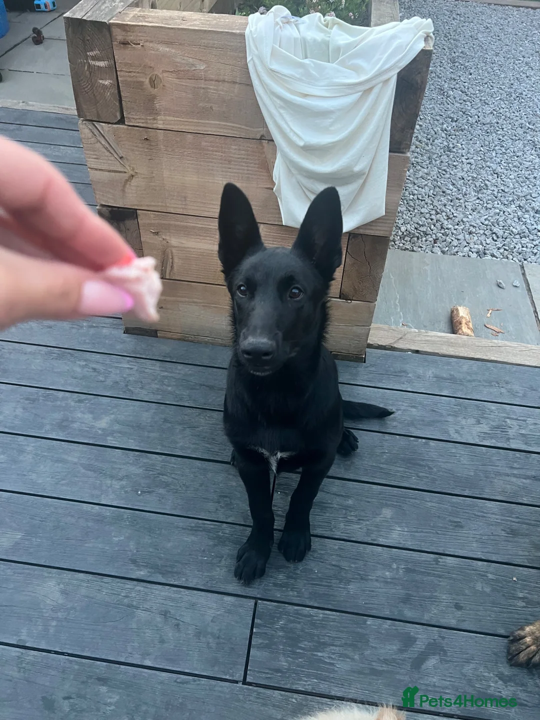 Belgian Shepherd Dog dogs for sale: Malinois  - Advert 2