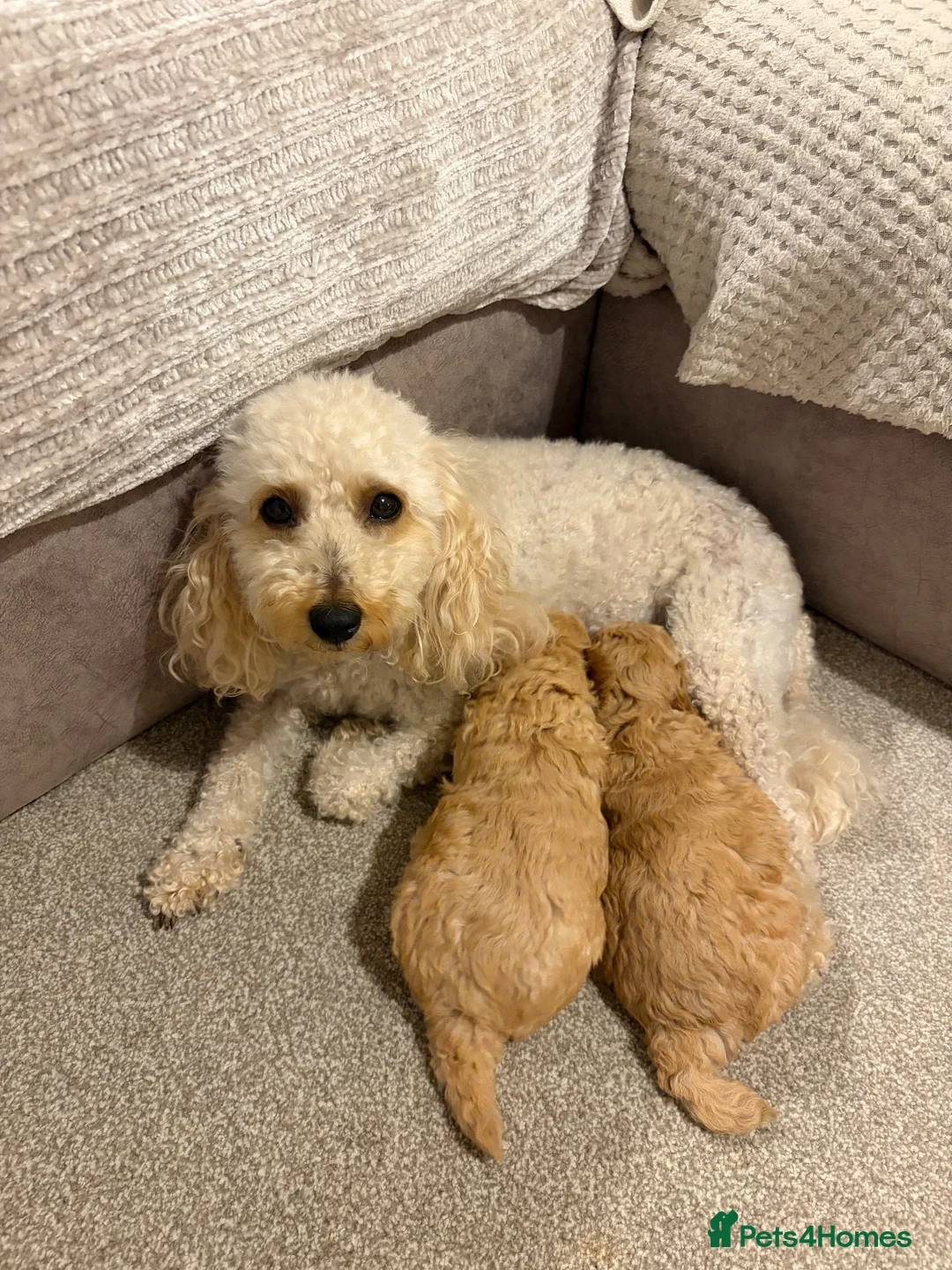 Miniature Poodle dogs for sale: Two female apricot miniature poodles  - Advert 1