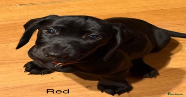Mixed Breed dogs - Advert 15