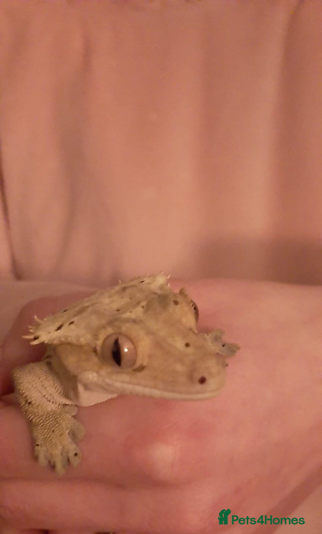 Gecko reptiles for sale: Crested Gecko  - Advert 4