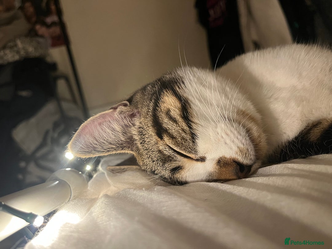 Mixed Breed cats for sale: Make cat - Advert 2