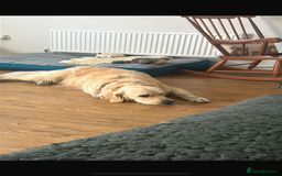 Golden Retriever dogs for sale: Gorgeous Show Type Golden Retrievers - Image 14