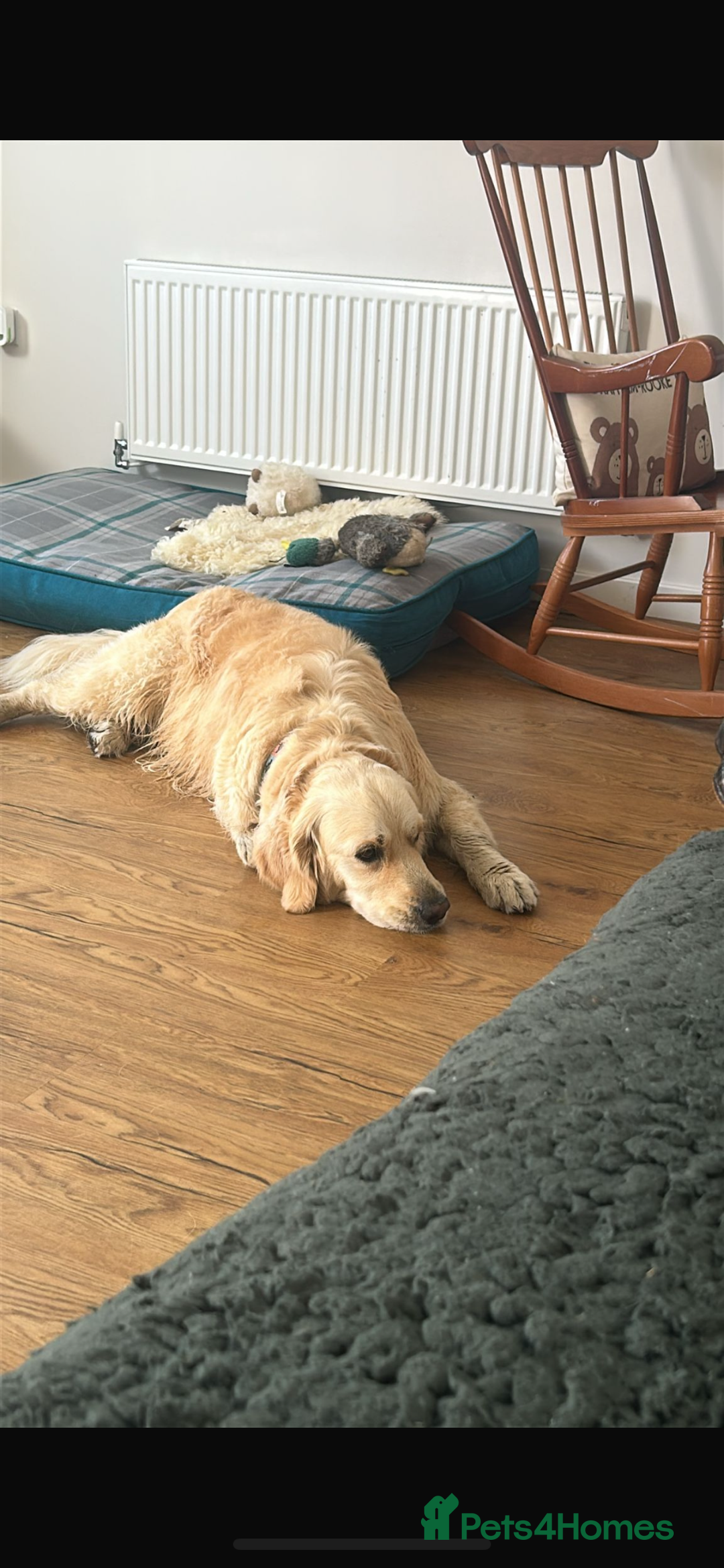 Golden Retriever dogs for sale: Gorgeous Show Type Golden Retrievers - Image 14