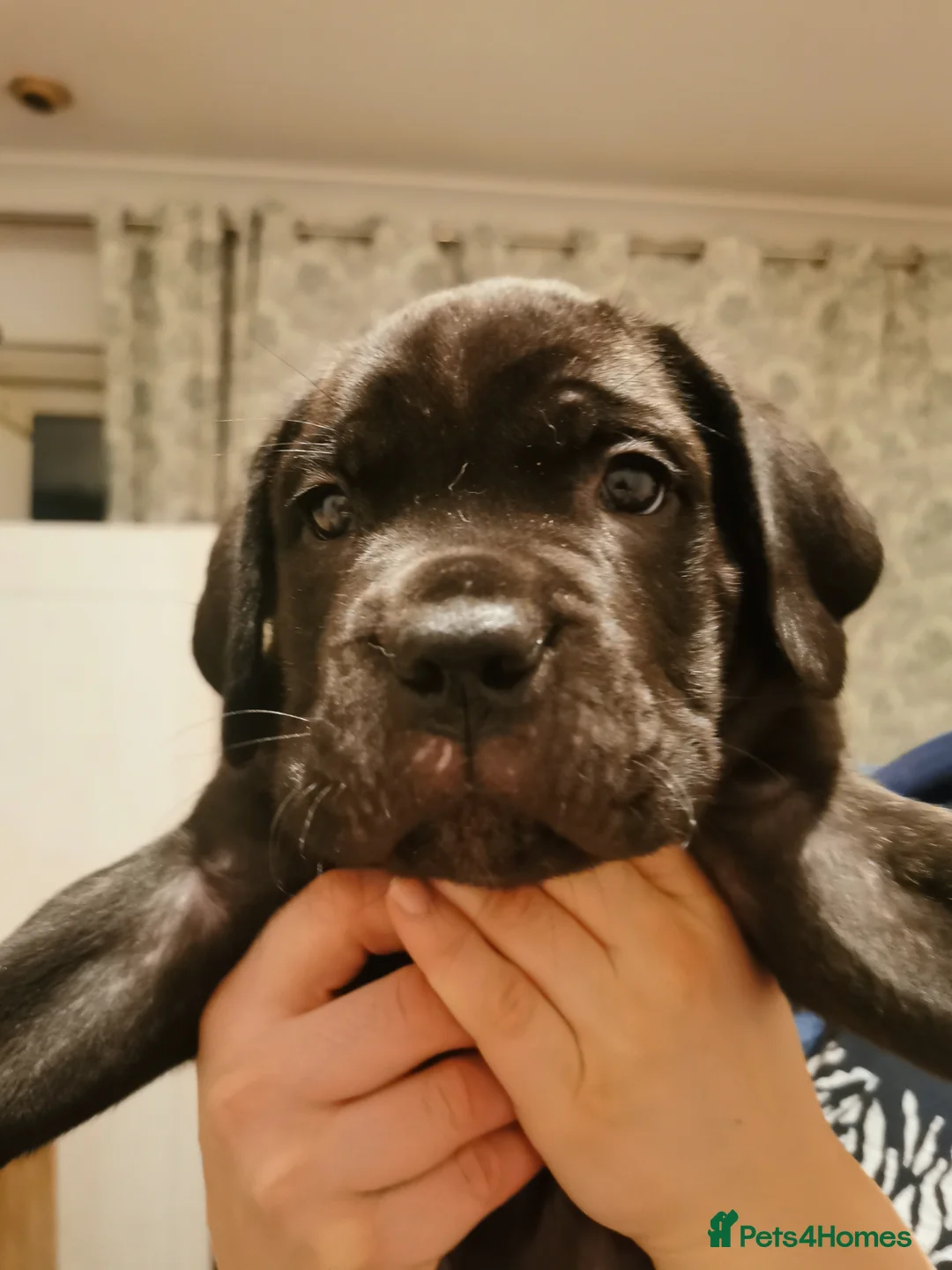 Cane Corso dogs for sale: Cane Corso  - Advert 14