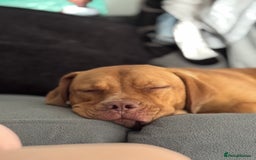 Mixed Breed dogs for sale: Skylar - Image 2