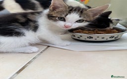 Mixed Breed cats for sale: One Male kitten left 8 weeks old ready now - Image 3