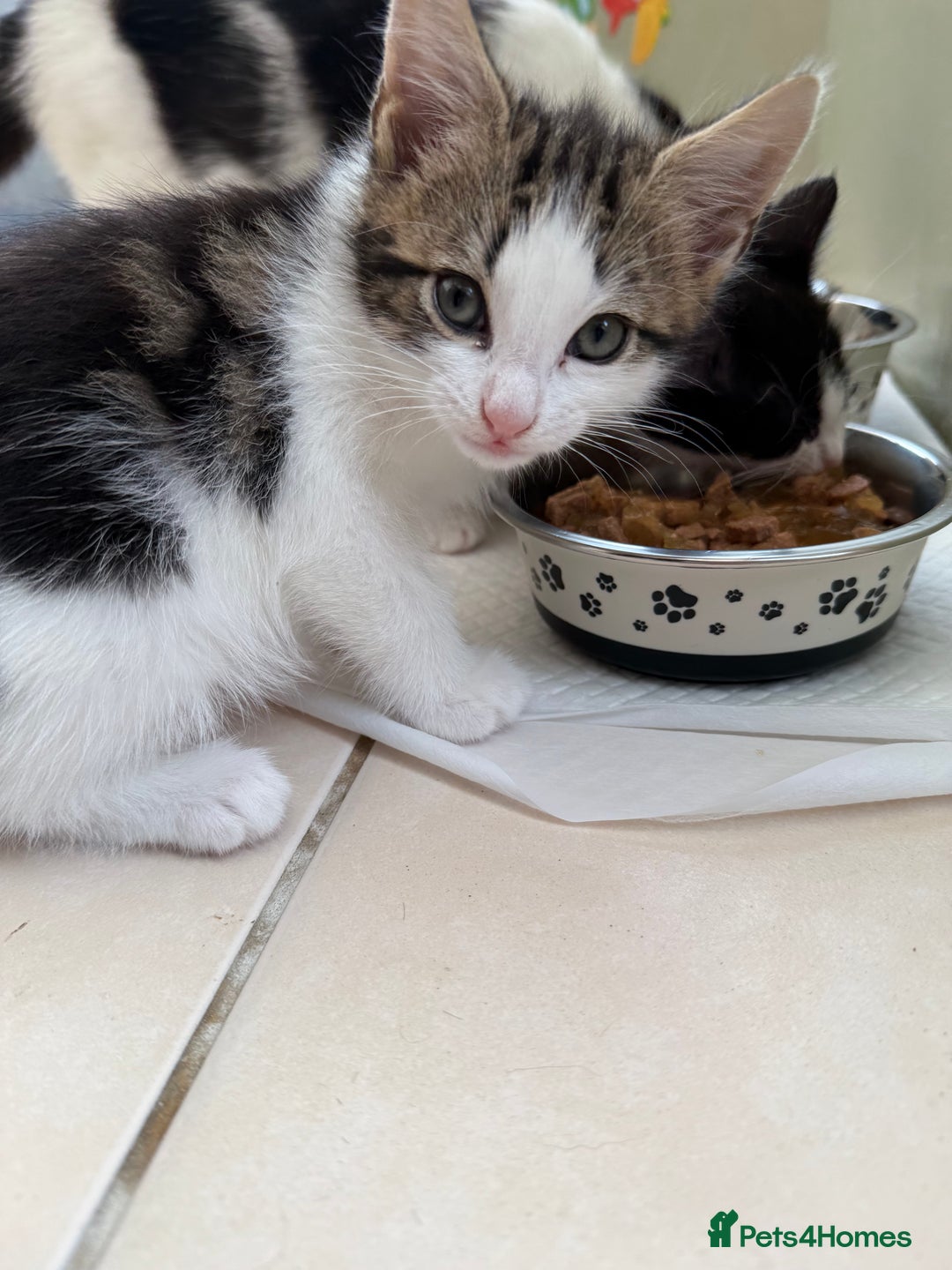 Mixed Breed cats for sale: One Male kitten left 8 weeks old ready now - Image 3