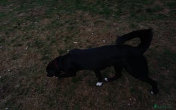 Mixed Breed dogs for adoption: An Adorable Labrador cross Boy - for a Loving Home - Image 6