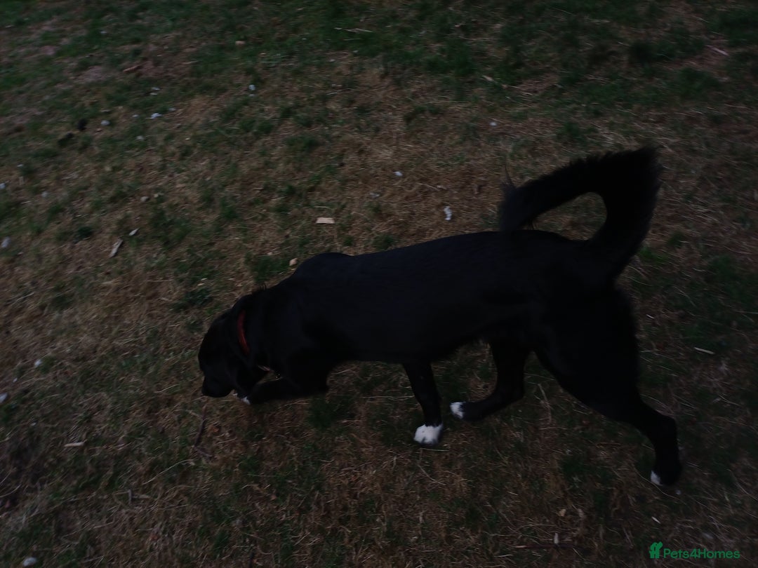 Mixed Breed dogs for adoption: An Adorable Labrador cross Boy - for a Loving Home - Image 6