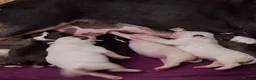 English Bull Terrier dogs for sale: 8 QUALITY BISONBULLIE BABIES  in Slough - Advert 14