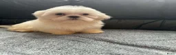 Shih Tzu dogs for sale: shih tzu puppies - Advert 9