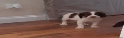 English Springer Spaniel dogs for sale: Kc registered English springer spaniel puppies - Advert 9