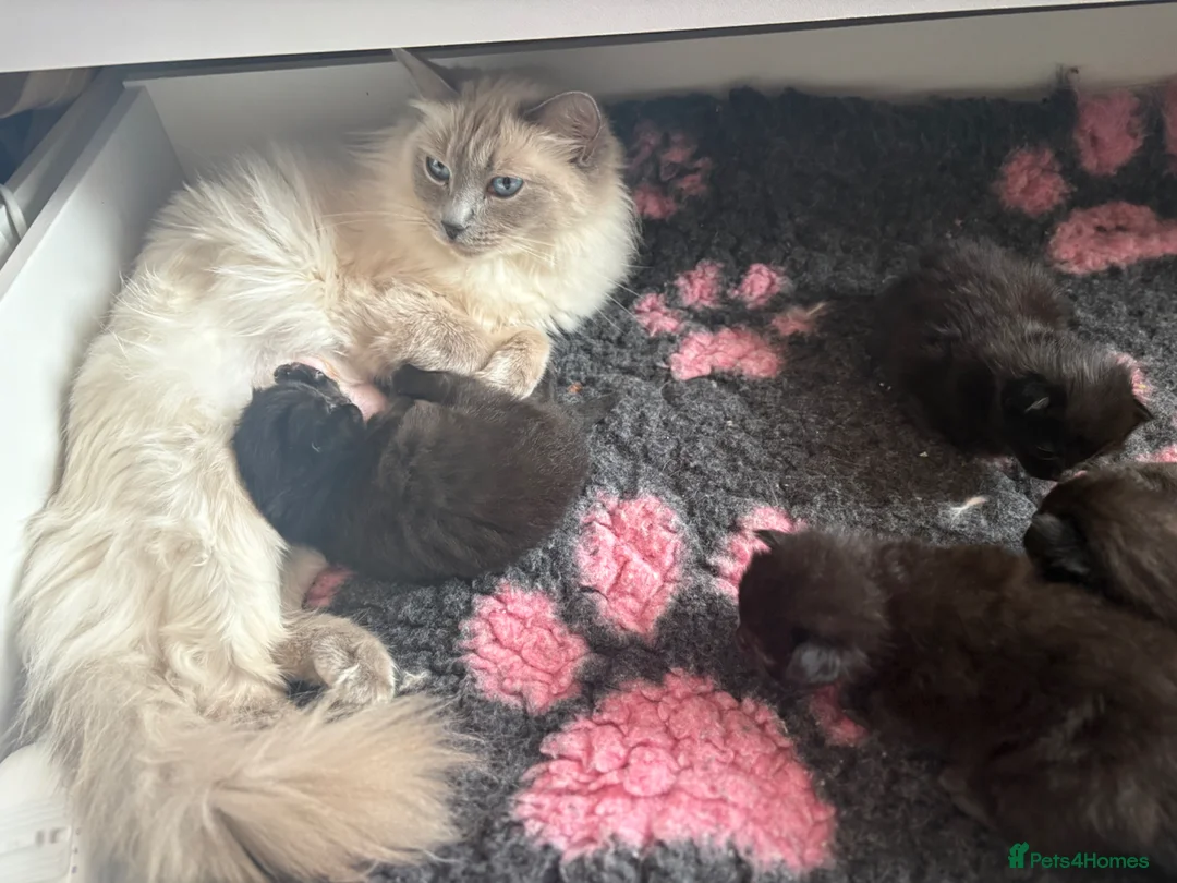 Mixed Breed cats for sale: Half Ragdoll kittens - 3 girls, 1 boy  - Advert 1