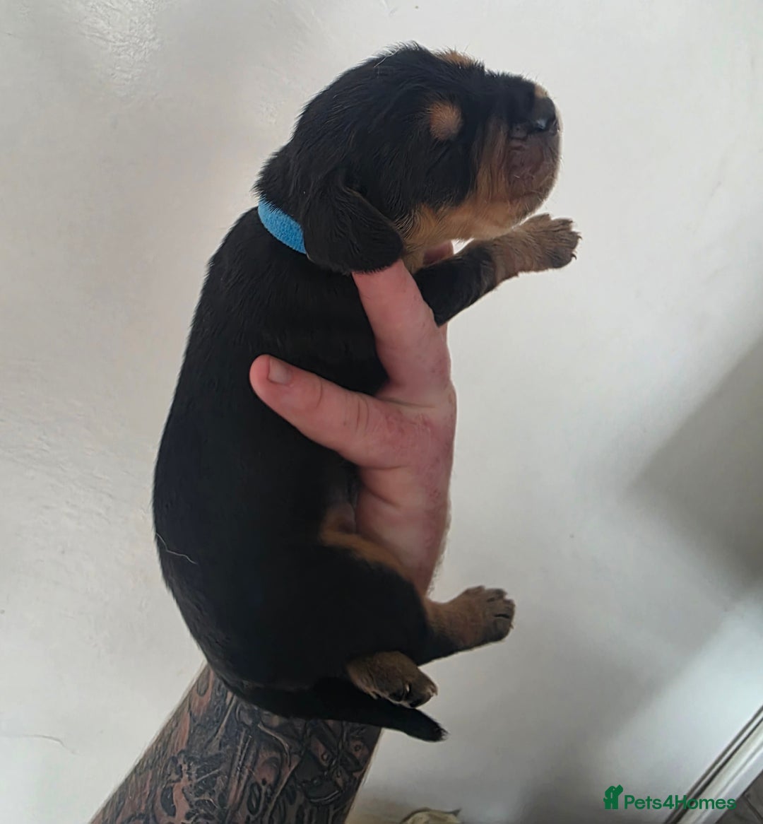 Bocker dogs for sale: 7x Bocker pups (born 22/06/2025) - Image 11