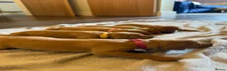 Hungarian Vizsla dogs for sale: Adorable Hungarian Vizsla Pups in Southport - Advert 16