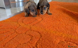 Mixed Breed dogs for sale: 3/4Dachshund X 1/4Jack  - Image 14