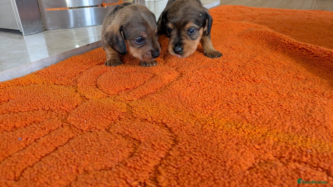 Mixed Breed dogs for sale: 3/4Dachshund X 1/4Jack  - Image 14