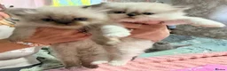 Ragdoll cats for sale: 2 Stunning Ragdoll x Persian available now ❤️ - Advert 5